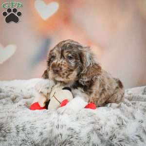 Coco, Cocker Spaniel Puppy