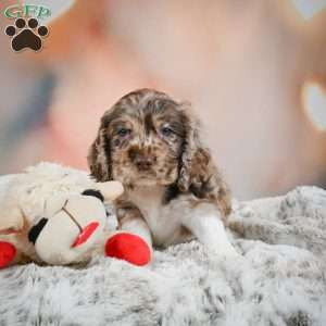 Coco, Cocker Spaniel Puppy
