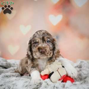 Coco, Cocker Spaniel Puppy