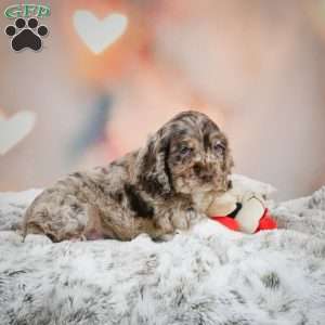 Coco, Cocker Spaniel Puppy