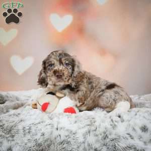 Coco, Cocker Spaniel Puppy