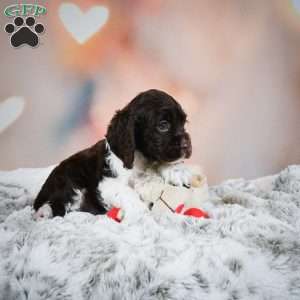 Leo, Cocker Spaniel Puppy