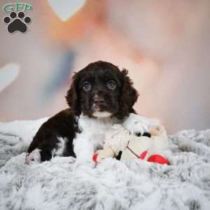 Leo, Cocker Spaniel Puppy