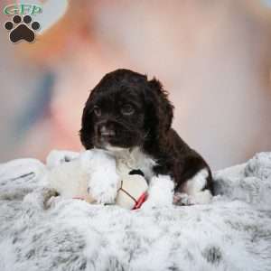 Leo, Cocker Spaniel Puppy