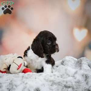 Leo, Cocker Spaniel Puppy