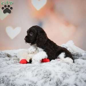 Leo, Cocker Spaniel Puppy