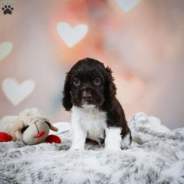 Leo, Cocker Spaniel Puppy