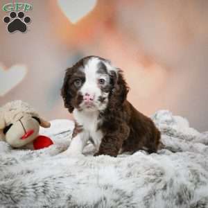 Jake, Cocker Spaniel Puppy
