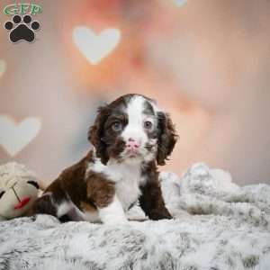 Jake, Cocker Spaniel Puppy