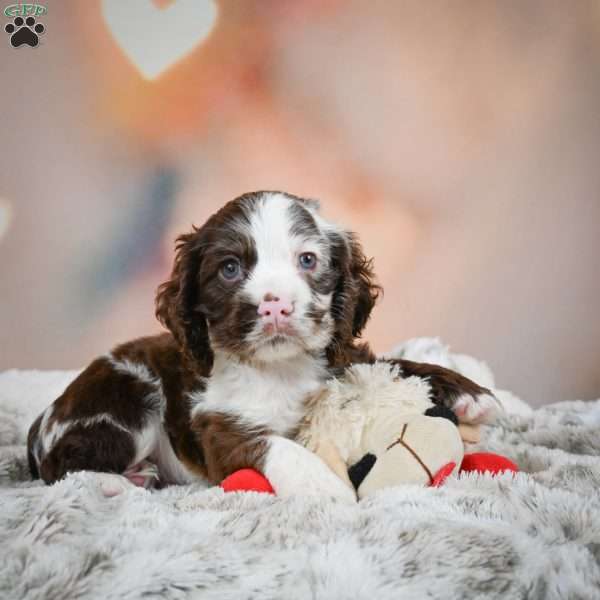 Jake, Cocker Spaniel Puppy