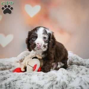 Jake, Cocker Spaniel Puppy