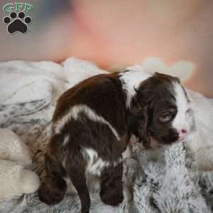 Jake, Cocker Spaniel Puppy