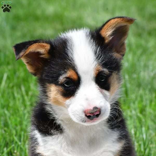 Bo, Pembroke Welsh Corgi Puppy