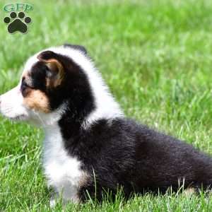 Bo, Pembroke Welsh Corgi Puppy