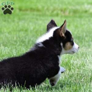 Bo, Pembroke Welsh Corgi Puppy