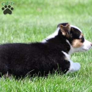Bo, Pembroke Welsh Corgi Puppy