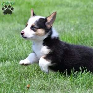 Bo, Pembroke Welsh Corgi Puppy