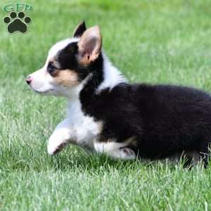 Bo, Pembroke Welsh Corgi Puppy