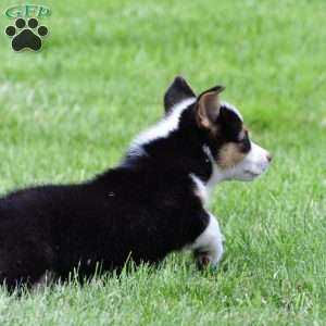 Bo, Pembroke Welsh Corgi Puppy