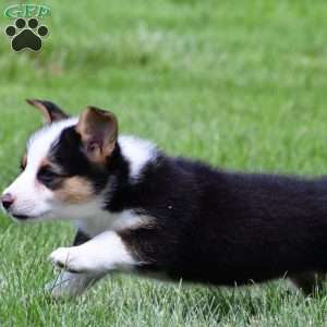 Bo, Pembroke Welsh Corgi Puppy
