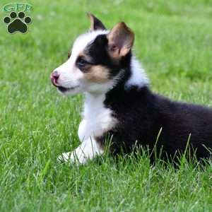 Bo, Pembroke Welsh Corgi Puppy