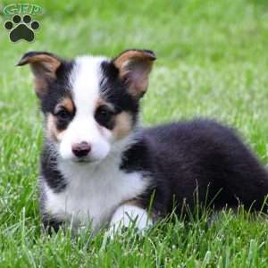 Bo, Pembroke Welsh Corgi Puppy