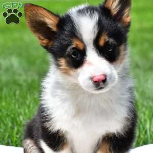 Theo, Pembroke Welsh Corgi Puppy