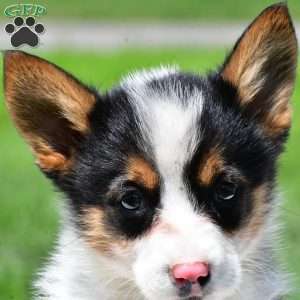 Theo, Pembroke Welsh Corgi Puppy