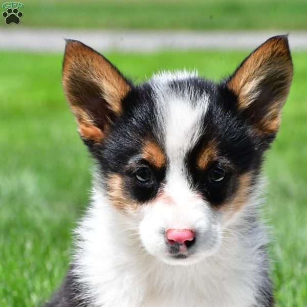 Theo, Pembroke Welsh Corgi Puppy