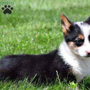 Theo, Pembroke Welsh Corgi Puppy