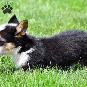 Theo, Pembroke Welsh Corgi Puppy