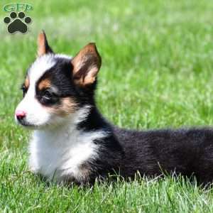 Theo, Pembroke Welsh Corgi Puppy