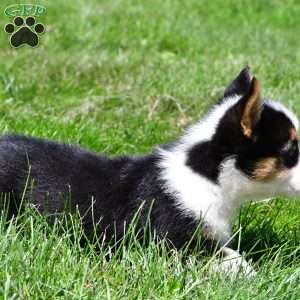 Theo, Pembroke Welsh Corgi Puppy