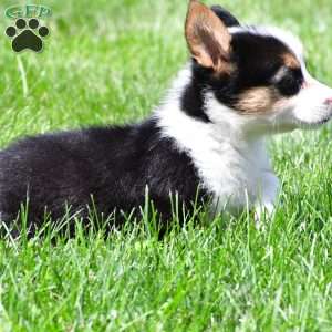Theo, Pembroke Welsh Corgi Puppy