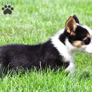 Theo, Pembroke Welsh Corgi Puppy