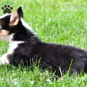 Theo, Pembroke Welsh Corgi Puppy