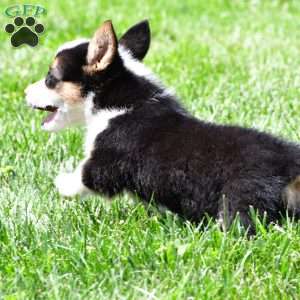 Theo, Pembroke Welsh Corgi Puppy