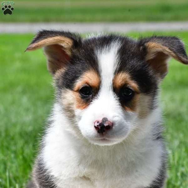 Marley, Pembroke Welsh Corgi Puppy