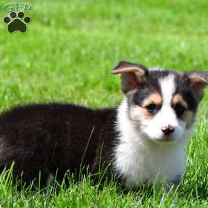 Marley, Pembroke Welsh Corgi Puppy