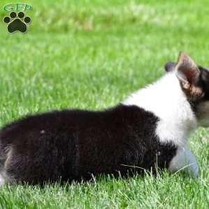 Marley, Pembroke Welsh Corgi Puppy