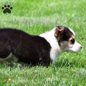 Marley, Pembroke Welsh Corgi Puppy