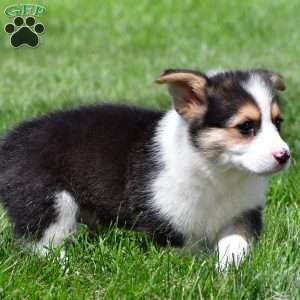 Marley, Pembroke Welsh Corgi Puppy