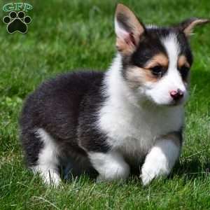 Marley, Pembroke Welsh Corgi Puppy