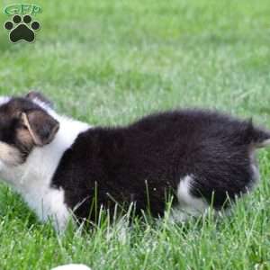 Marley, Pembroke Welsh Corgi Puppy