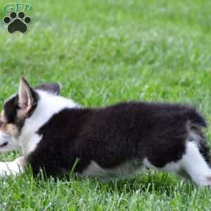 Marley, Pembroke Welsh Corgi Puppy