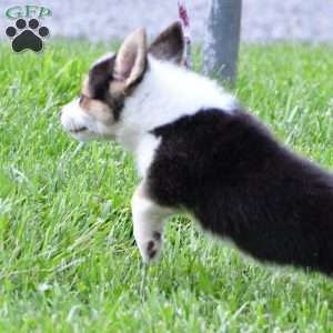 Marley, Pembroke Welsh Corgi Puppy