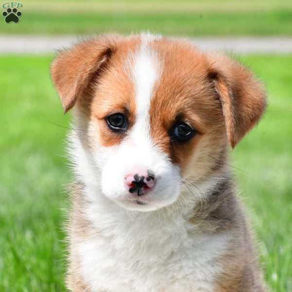 Cash, Pembroke Welsh Corgi Puppy