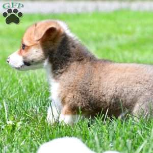 Cash, Pembroke Welsh Corgi Puppy