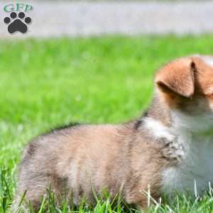 Cash, Pembroke Welsh Corgi Puppy