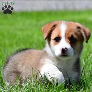 Cash, Pembroke Welsh Corgi Puppy